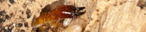 Termite eating a home